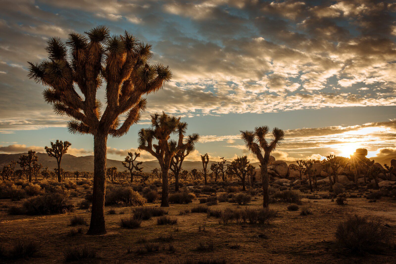 JoshuaTree